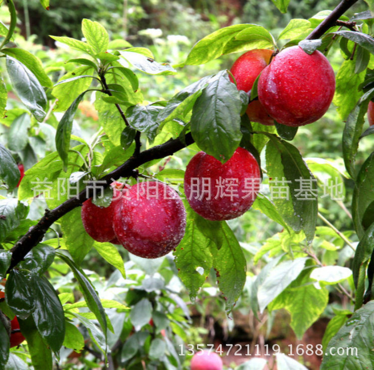 嫁接李子树苗李子苗  两年结果 国防李苗 果红脆甜 包邮买