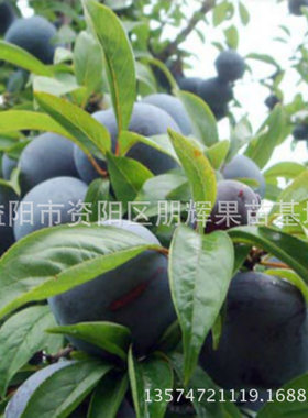 湖南基地早熟李子树苗