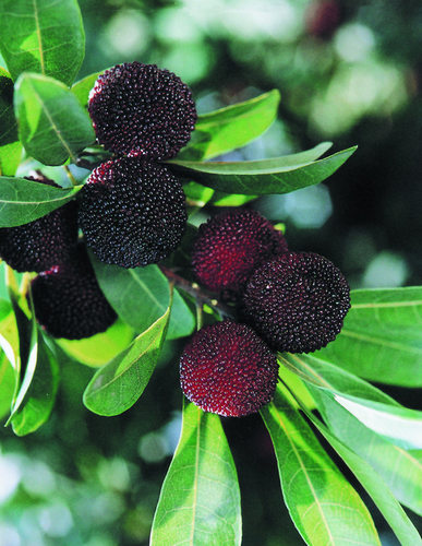 湖南可盆栽品种乌苏杨梅苗