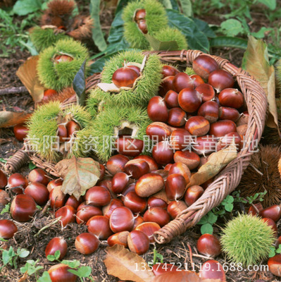 果苗嫁接板栗树苗栗子