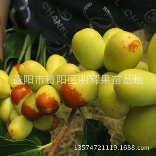 湖南果苗基地直销精品高产