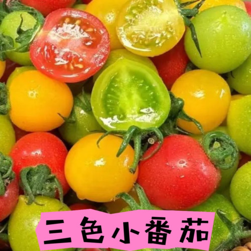【京东/顺丰】三色爆汁小番茄口感小番茄酸甜多汁原产地直发现摘