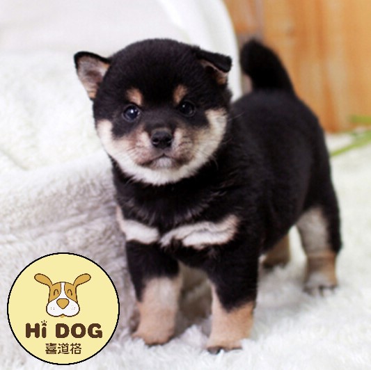 纯种精品黑色柴犬幼犬(三号)三针进口疫苗两次驱虫