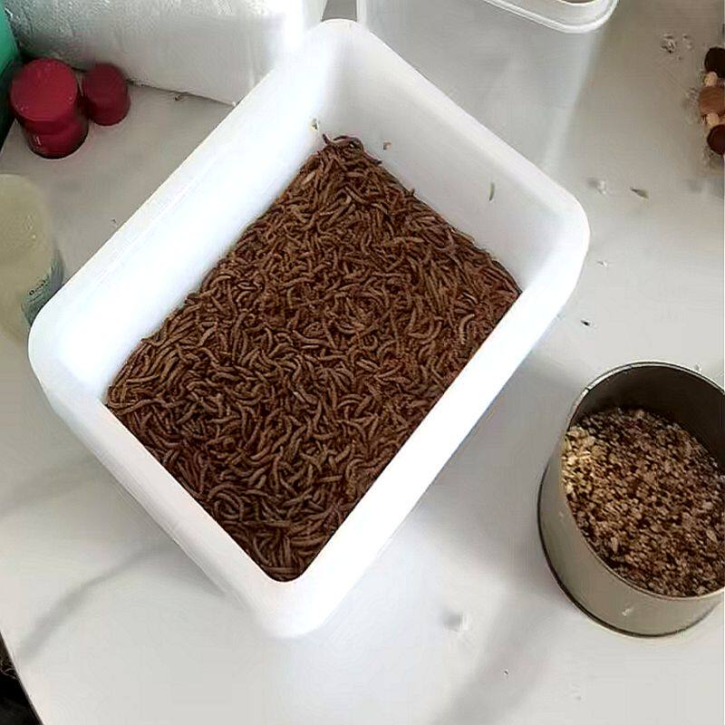 面包虫养殖盒粪便过滤盒产卵繁殖爬宠缸/箱