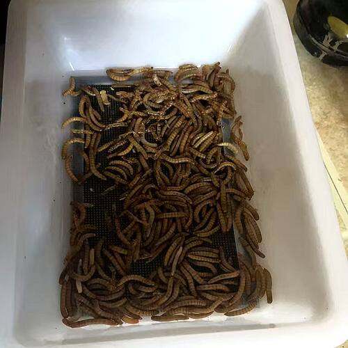 面包虫养殖盒粪便过滤盒产卵繁殖盒粪便分离筛黄粉虫专用养殖盒