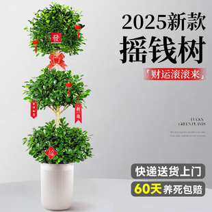 2025新款摇钱树盆栽绿植办公室落地树木室内大型发财树大树金钱树