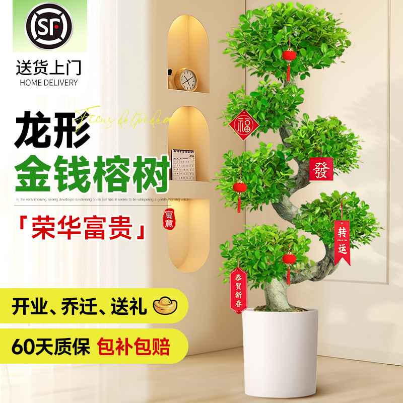 高级感客厅造型金钱榕金钱树