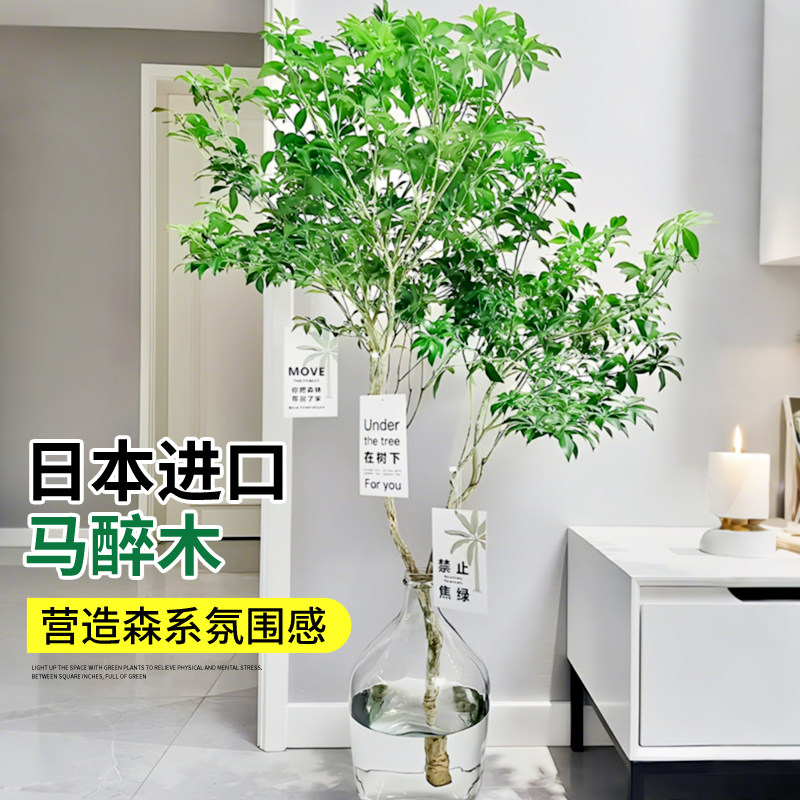 把森林带回家！治愈系高级绿植