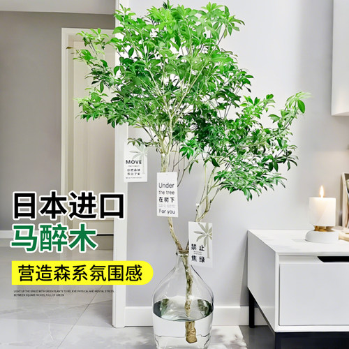 把森林带回家！治愈系高级绿植