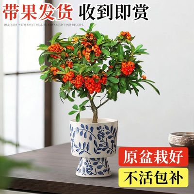 火棘果盆栽吉祥果盆景满堂红植物