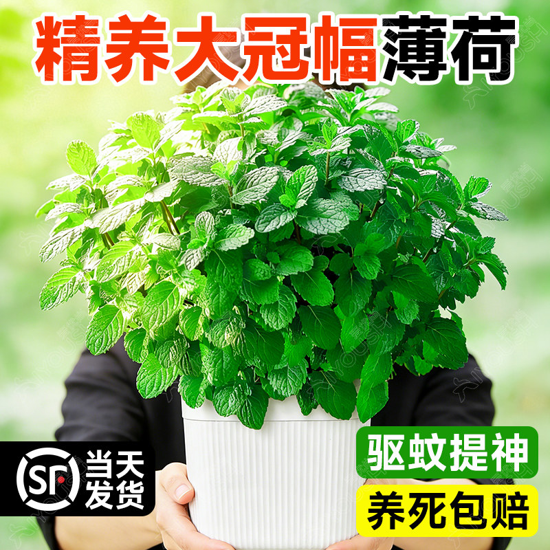 薄荷可食用小盆栽办公室内桌面驱蚊植物薄荷叶迷迭香草花卉绿植