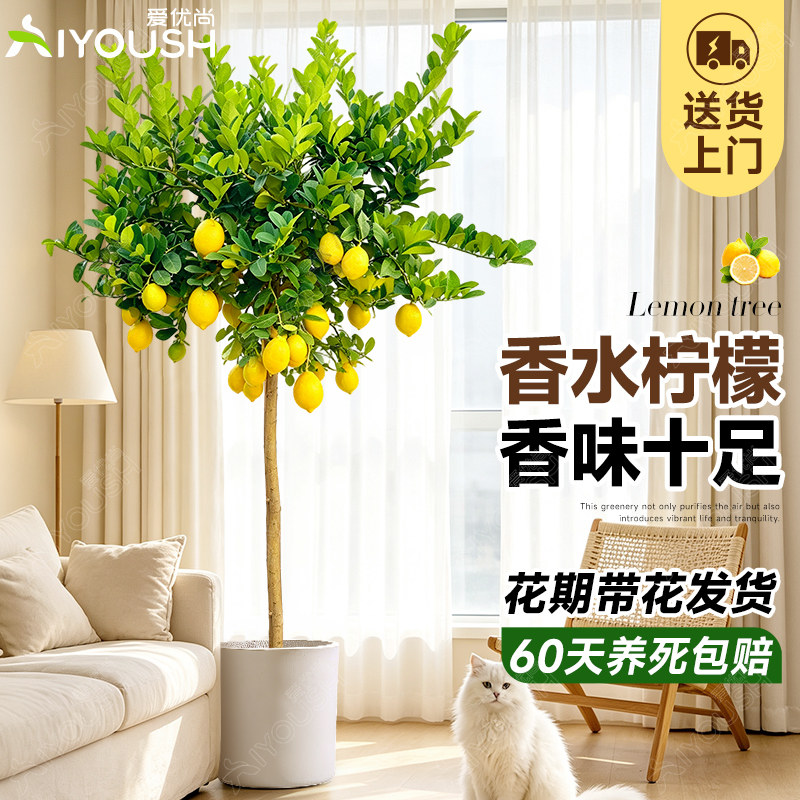 四季香水柠檬树盆栽开花结果图片