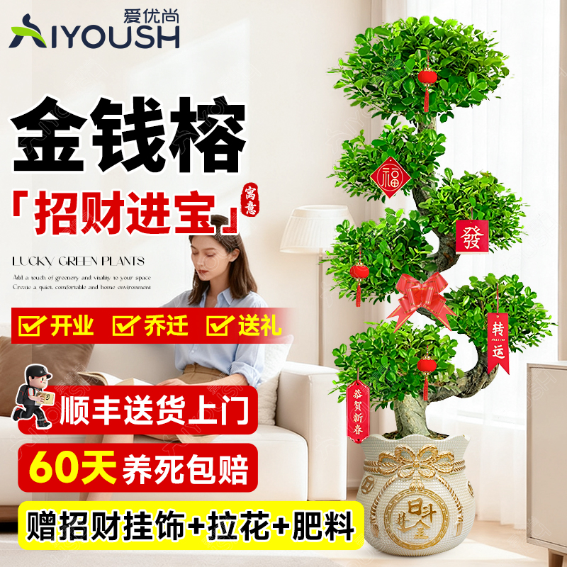 金钱榕大盆栽客厅绿植旺宅招财