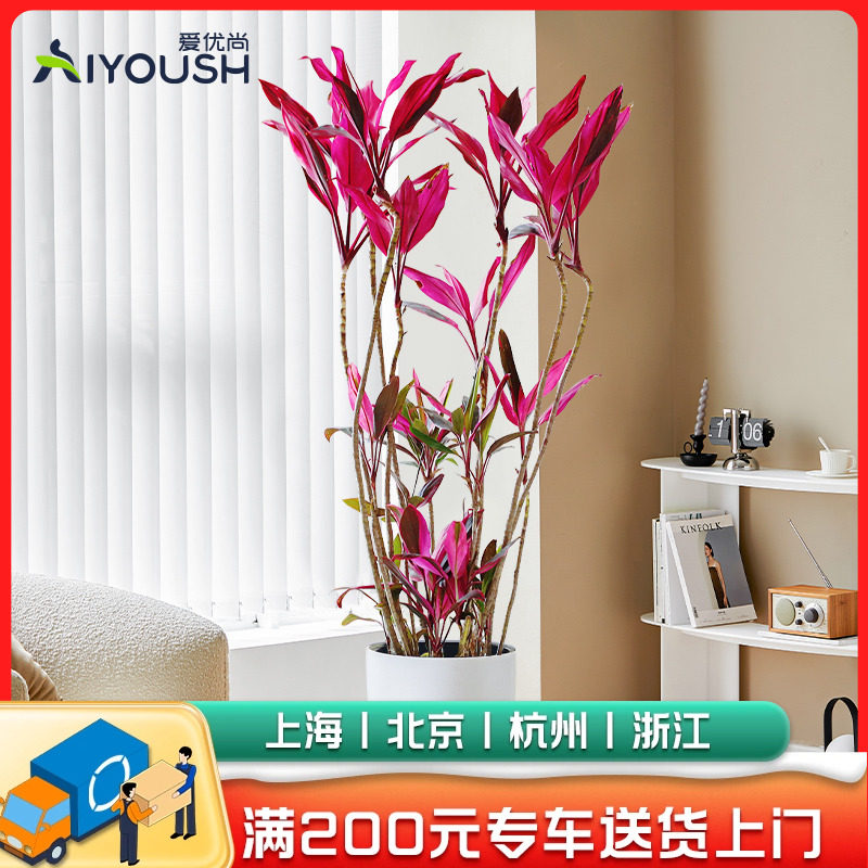 爱优尚红叶朱蕉造型盆栽室内客厅网红北欧大型植物好养富贵竹绿植
