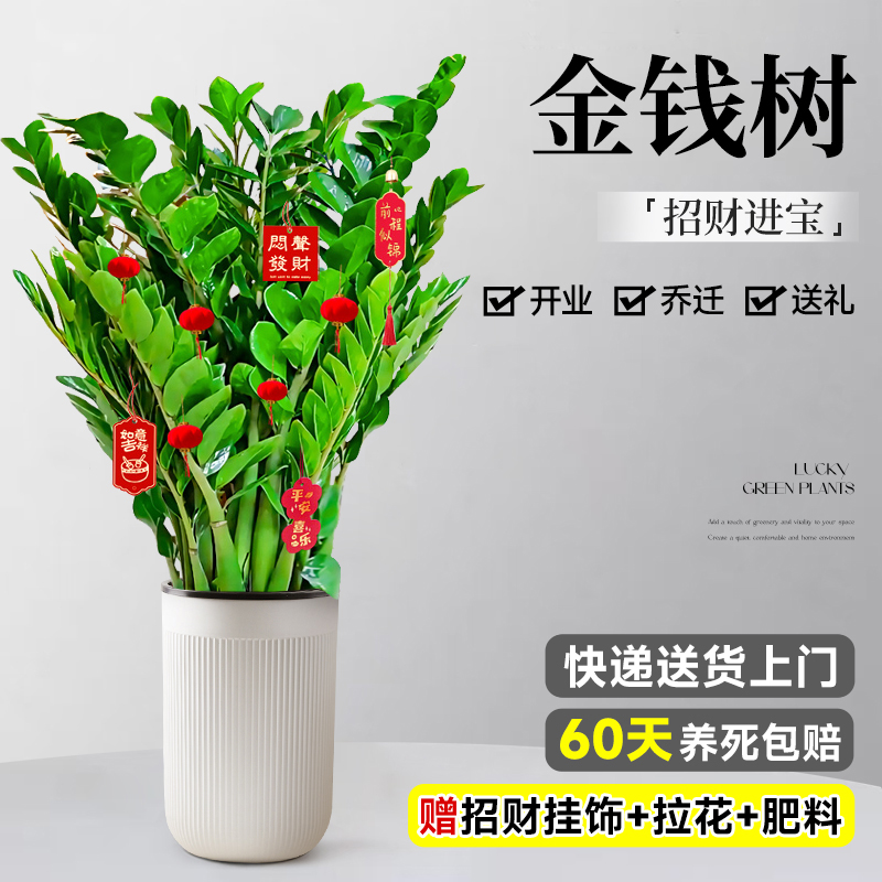 金钱树盆栽绿植公司开业招财进宝