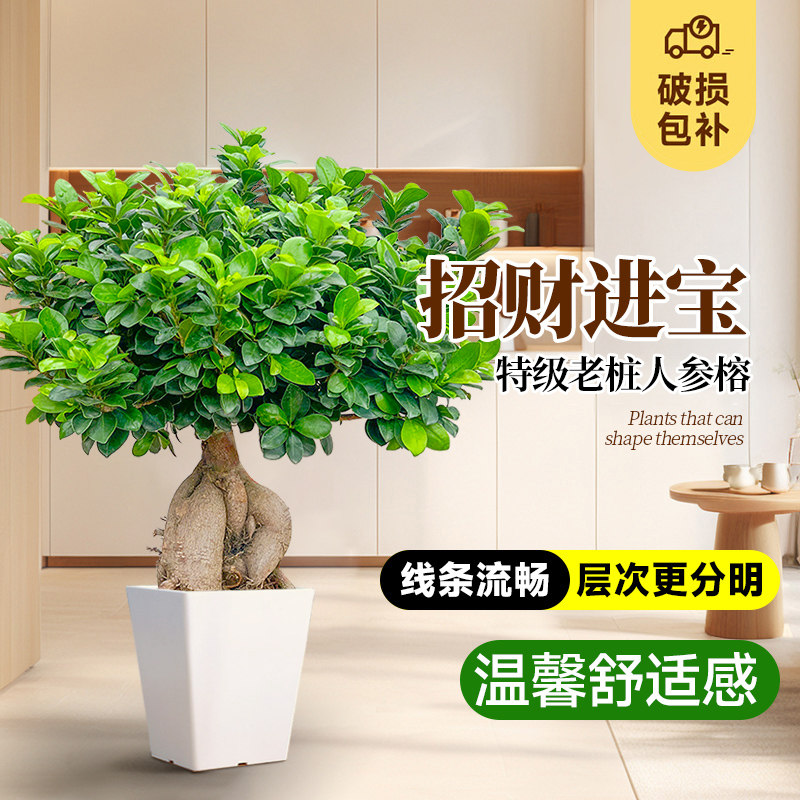 人参榕小叶榕四季常青耐寒榕树造型树老桩盆景苗室内禅意盆栽绿植
