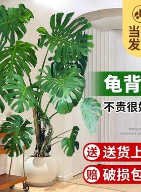 龟背竹大盆栽室内高级感水培开背大叶老桩好养绿植客厅办公桌植物