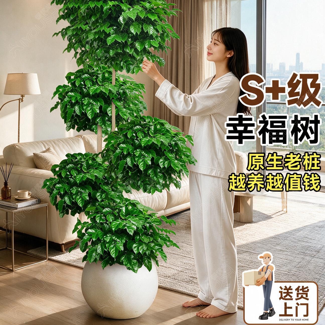 老桩幸福树盆栽客厅室内四季绿植图片