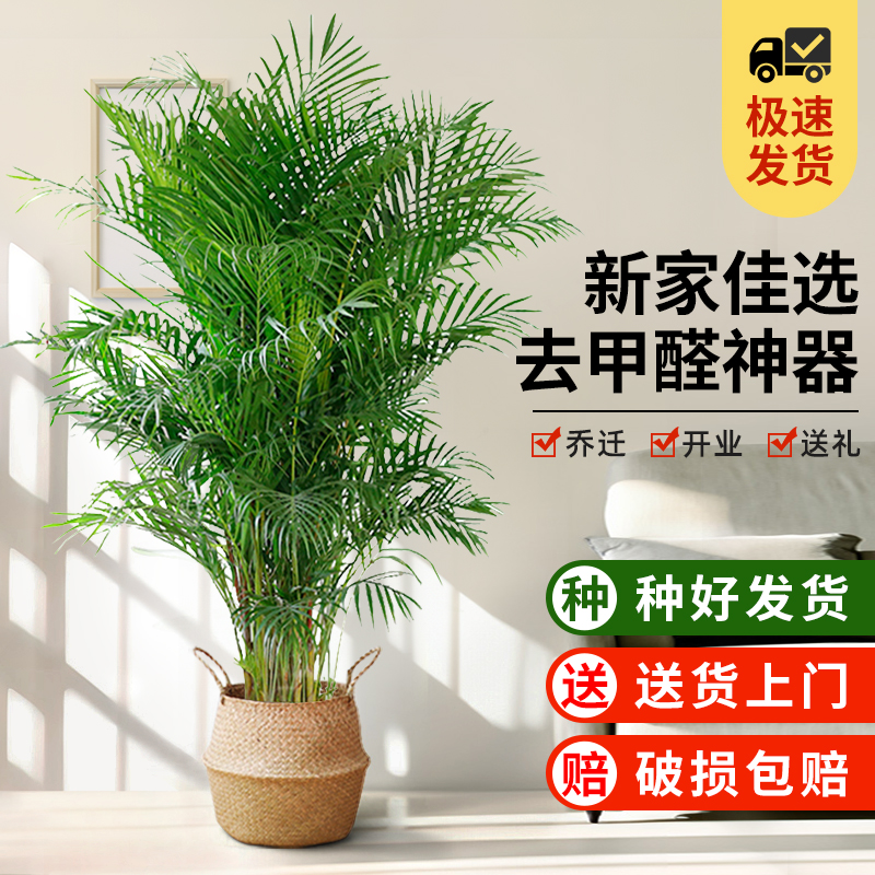 散尾葵植物盆栽客厅大型绿植盆栽富贵椰子凤尾竹 (上海同城)