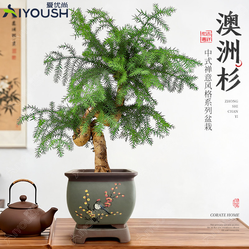 澳洲杉老桩名贵花木澳洲杉树特大型绿植盆栽植物办公室内桌面造型
