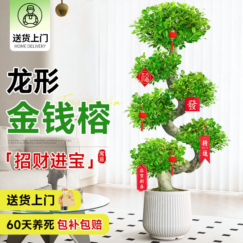 摇钱树大盆栽室内招财金钱榕客厅办公室金钱树大型盆景发财树四季,鲜花速递/花卉仿真/绿植园艺,大型绿植/成品组合盆栽,淘宝优惠券,粉丝福利购,淘宝优惠卷