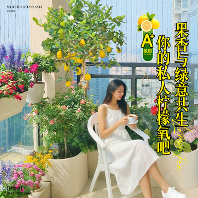 叹为观止带果香水柠檬树盆栽