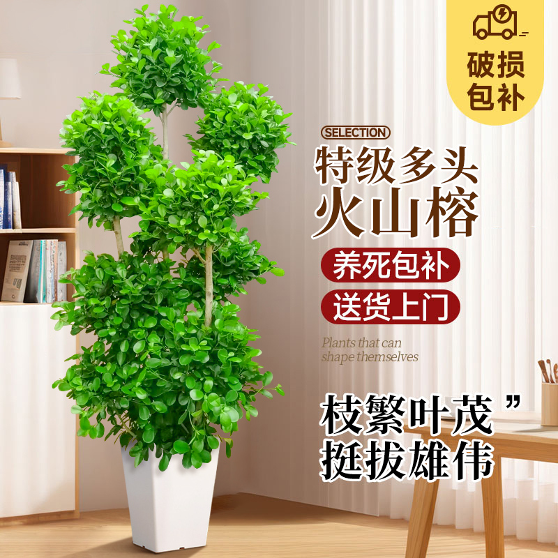 金钱榕摇钱树盆栽办公室大型发财树乔迁之喜室内客厅绿植招财榕树