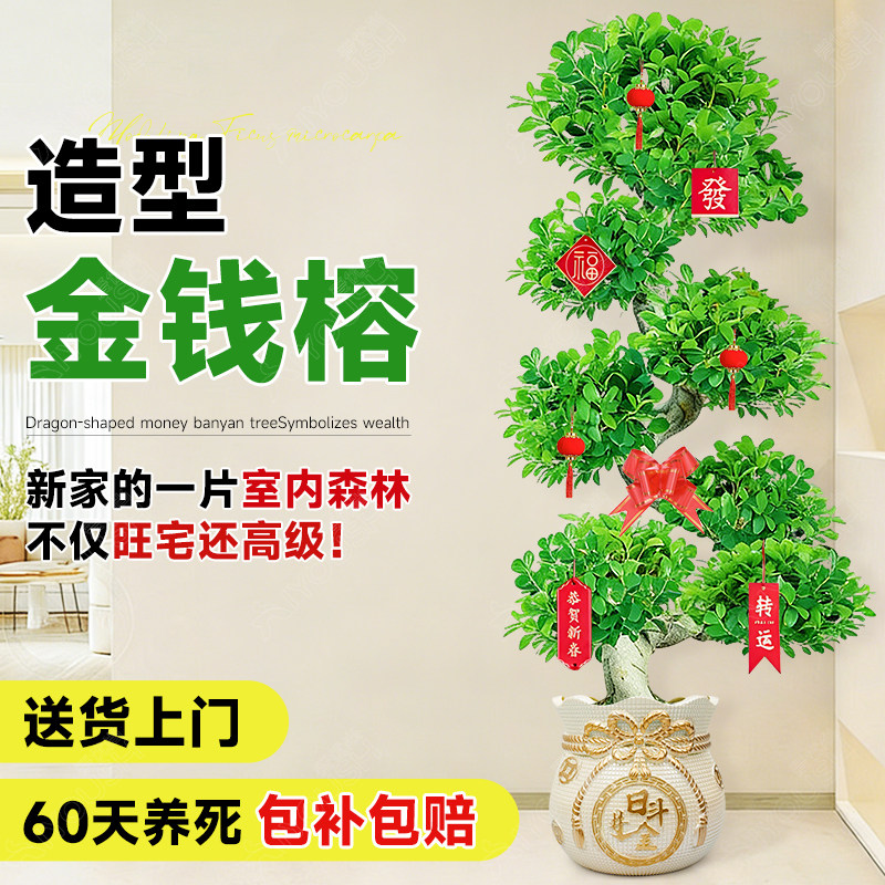 造型金钱榕大盆栽小叶盆景植物室内招财金钱树客厅大型绿植发财树,鲜花速递/花卉仿真/绿植园艺,大型绿植/成品组合盆栽,淘宝优惠券,粉丝福利购,淘宝优惠卷