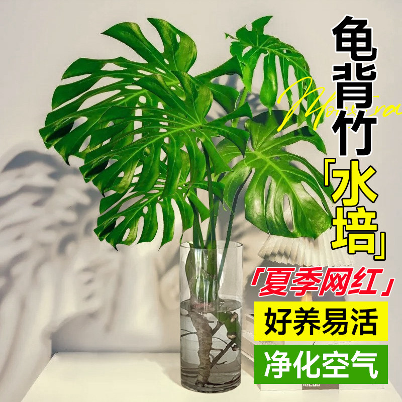 3-5年老桩龟背竹水培带根室内图片