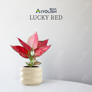 吉利红小盆栽桌面绿植物办公室内客厅绿植四季好养活净化空气