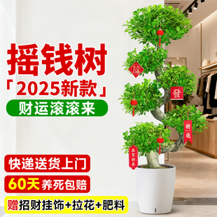 2025新款摇钱树绿植盆栽客厅室内植物发财树金钱树好养活招财树