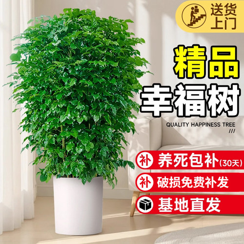 单杆幸福树大盆栽老桩树苗除甲醛