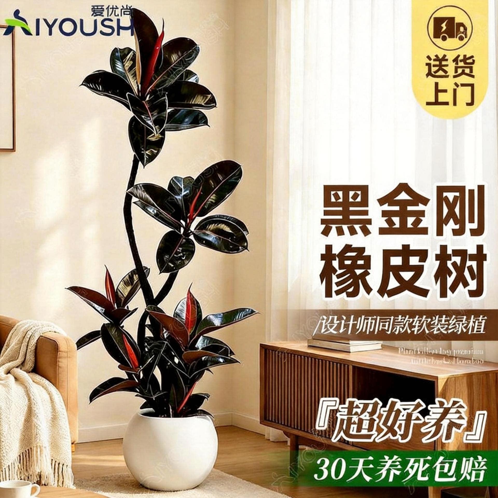 黑金刚橡皮树大盆栽造型绿植图片