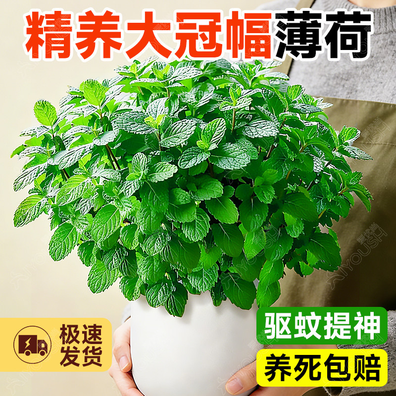 薄荷盆栽可食用，精养大冠幅图片