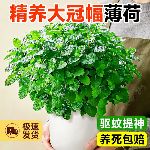 薄荷盆栽可食用，精养大冠幅
