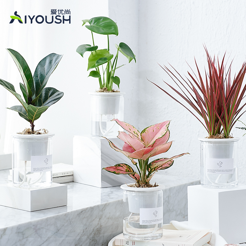 龟背竹桌面室内无净化空气