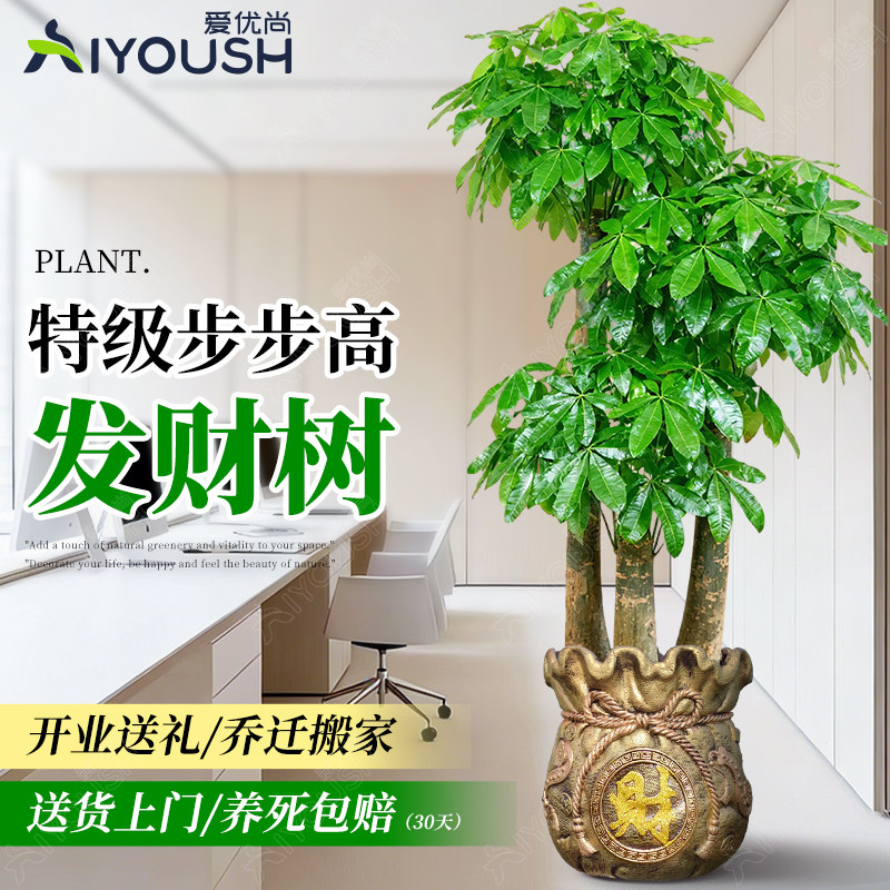 步步高发财树办公室大型盆栽新店开业企业送礼乔迁办公室植物好养,鲜花速递/花卉仿真/绿植园艺,大型绿植/成品组合盆栽,淘宝优惠券,粉丝福利购,淘宝优惠卷