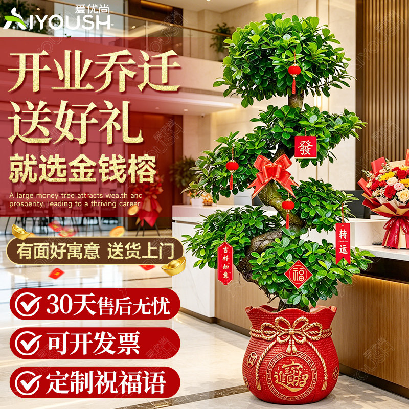 摇钱树客厅盆栽，乔迁送礼大气图片
