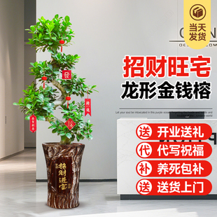 办公室内前台金钱榕大型盆景鸭脚木幸福树开业送礼天堂鸟落地绿植