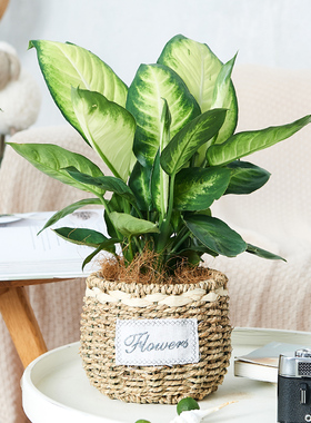 玛丽安花叶万年青盆栽植物花卉室内庭院小盆景好养美观趣味银皇后