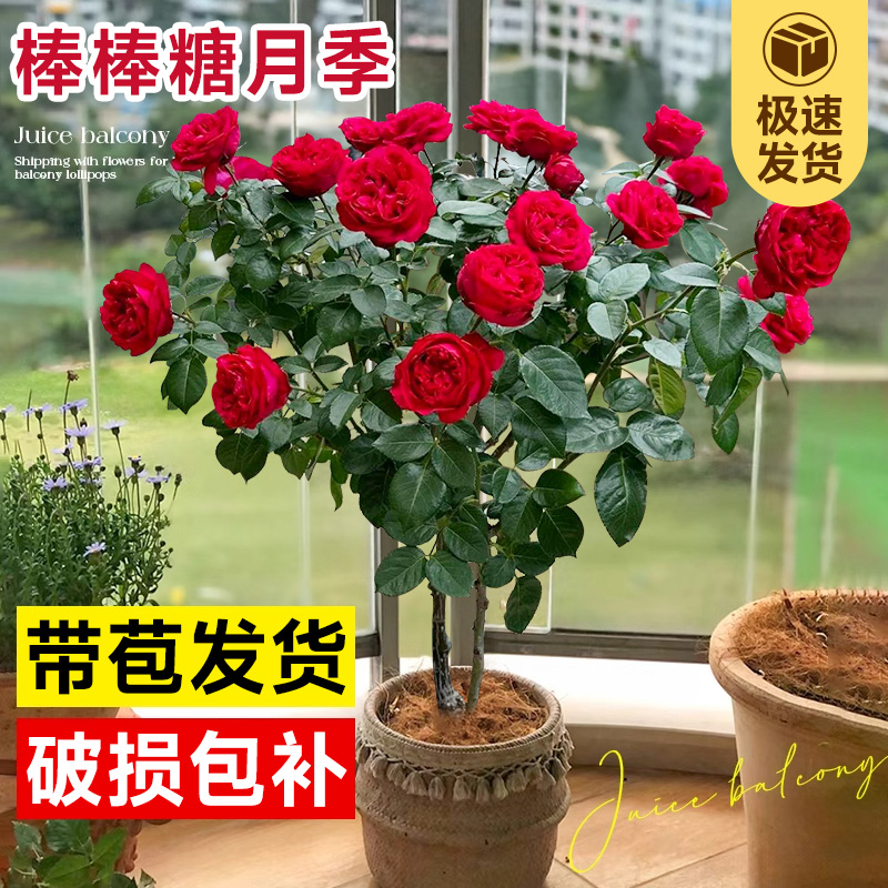 四季棒棒糖果汁阳台月季树桩开花卉浓香多头玫瑰红果汁苗室内盆栽