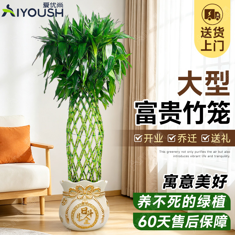 富贵竹笼乔迁开业送礼送货上门图片