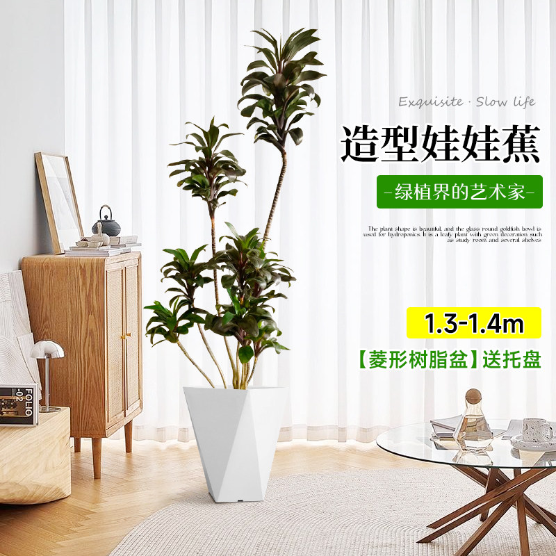 娃娃黑叶朱蕉盆栽室内客厅阳台大型造型绿植懒人四季好养