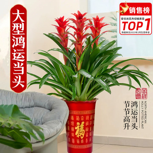 鸿运当头盆栽带花苞凤梨室内客厅植物开业乔迁送礼喜庆好养花卉
