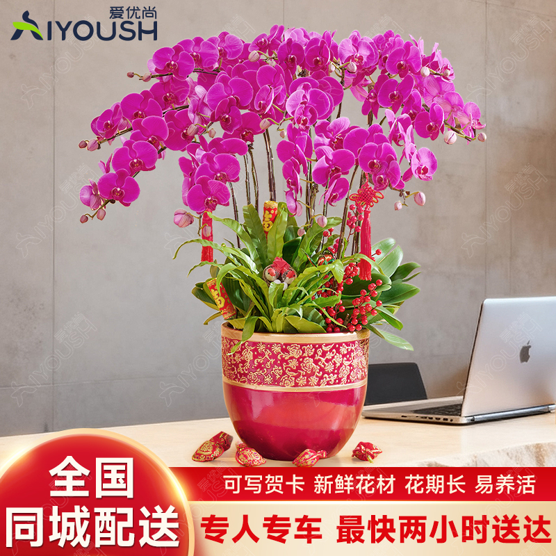 蝴蝶兰盆栽带花四季好养