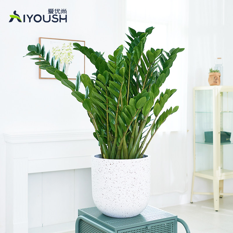 爱优尚金钱树盆栽大型植物室内客厅高档乔迁开业招财绿植钱串子在类目 鲜花速递/花卉仿真/绿植园艺, 花卉/绿植盆栽（新）, 绿植中 - 来自Buy2taobao.com提供专业的淘宝代购服务