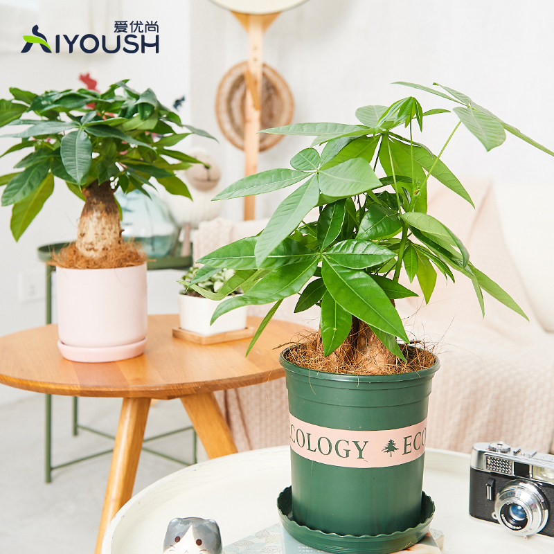 爱优尚中小发财树盆栽植物室内四季常青绿植客厅办公室盆栽发财桩,鲜花速递/花卉仿真/绿植园艺,绿植,淘宝优惠券,粉丝福利购,淘宝优惠卷