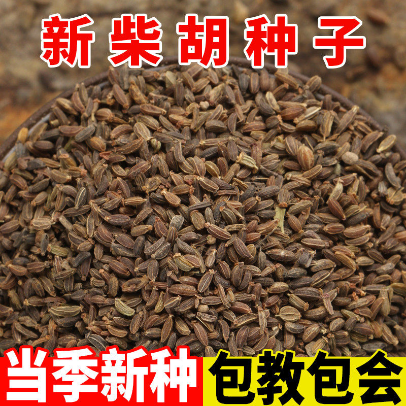 中药材柴胡种籽柴胡种子柴胡种植苗可套种抗旱抗寒四季蒲公英黄芩