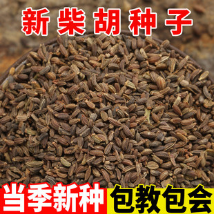 蒲公英黄芩 中药材柴胡种籽柴胡种子柴胡种植苗可套种抗旱抗寒四季