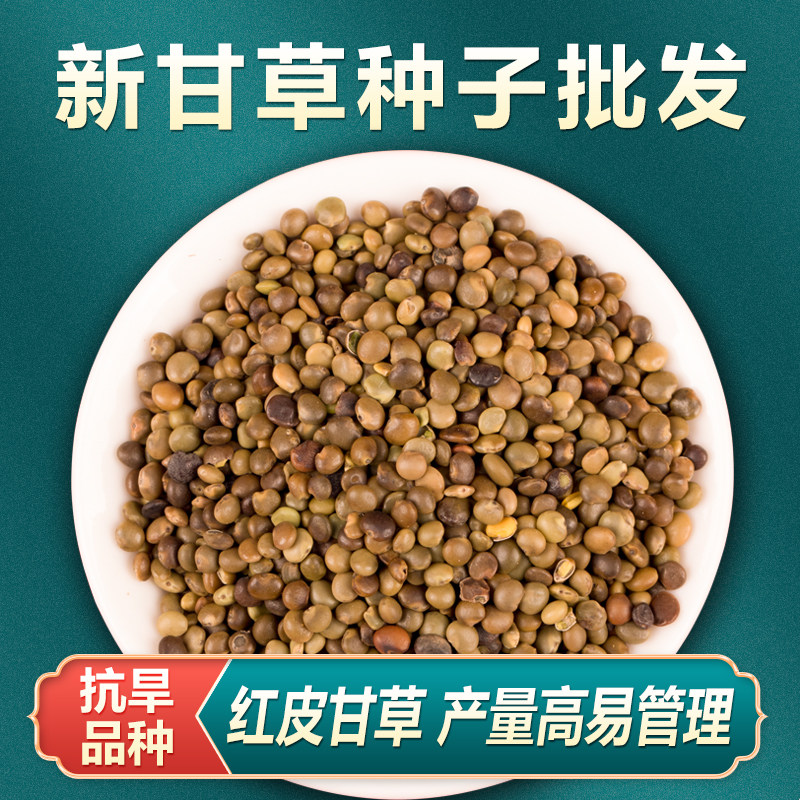 正品红皮甘草种子野生中药材甘草种籽春四季种植苗孑产地新疆内蒙图片